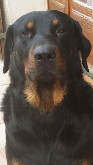 domainedelalicorne.fr photo chien beauceron photo chiot beauceron Elevage de beauceron chiot beauceron pure race élevage du clos de la licorne elevage des gardiens de la licorne elevage beauceron noir et feu authentique gros gabarits élevage de Beauceron familial sérieux et qualité domainedelalicorne.fr suivi des chiots conseil d’éducation chiot propre bas rouge santé caractère spécialiste du beauceron noir et feu ou arlequin chien rustique berger de France  nos chiots sont élevés avec amour et attention notre passion au service de la qualité Beauceron de qualité et sportif domaine de la licorne 04380 BARRAS élevage en liberté éleveur berger de beauce élevage de beauceron de travail 06 11 20 51 93 site domainedelalicorne.fr mail domainedelalicorne@gmail.com